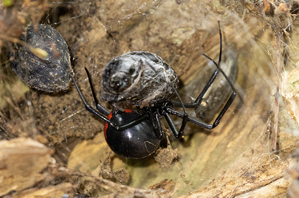 button-spider