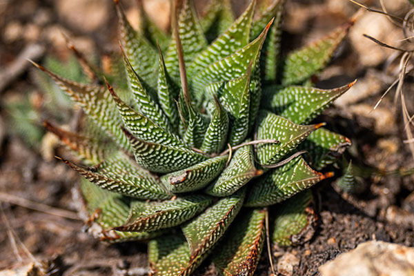 harworthia limifolia