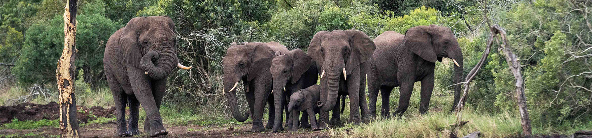 Africa, South Africa, African Elephants