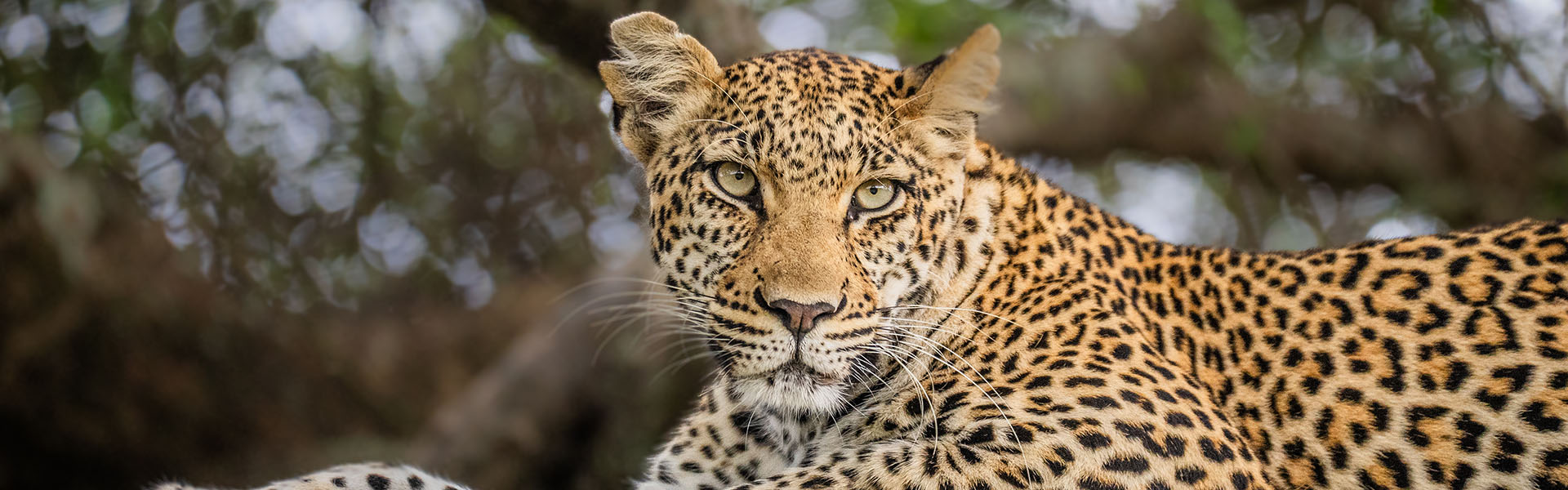 Leopard