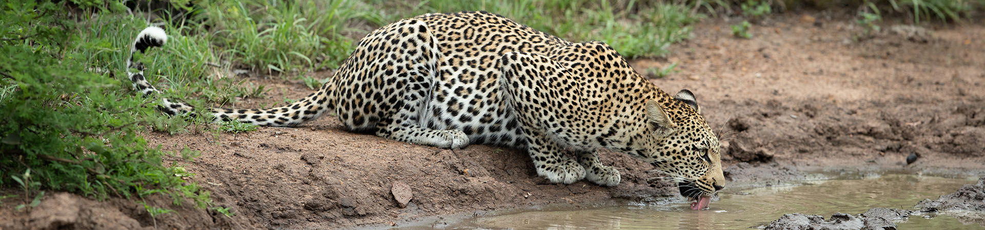 Panthera pardus